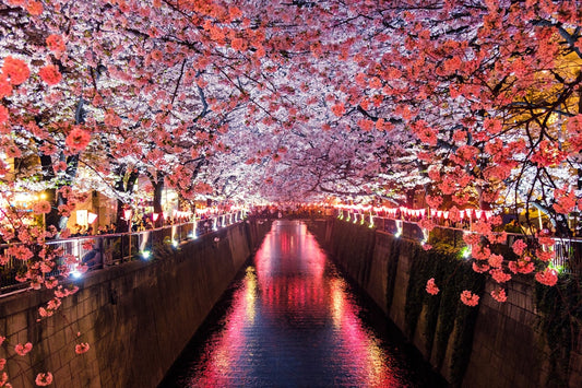 Japan Rail Pass vs. IC Card: Which Is Better for Budget Travelers?
